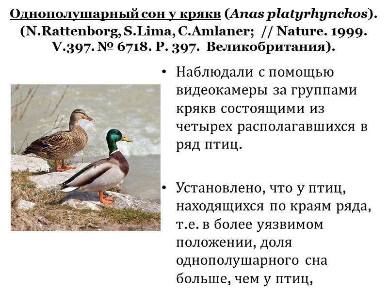 Однополушарный сон у крякв (Anas platyrhynchos). (N.Rattenborg, S.Lima, C.Amlaner;  // Nature. 1999. V.397.